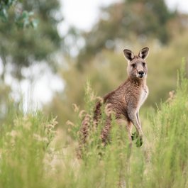 Australia, Australia Photo #7 by pen_ash from pixabay