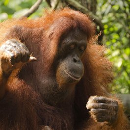 Singapore Zoo, Singapore Photo #8 by lindy15 from pixabay