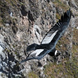 Colca Canyon, Peru Photo #8 by josibo from pixabay