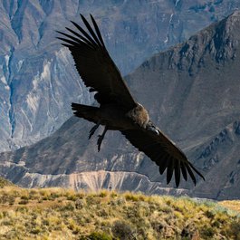 Colca Canyon, Peru Photo #2 by josibo from pixabay
