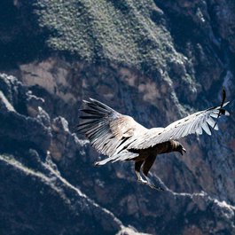 Colca Canyon, Peru Photo #5 by josibo from pixabay