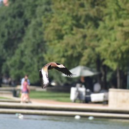 Hermann Park, Houston Photo #8 by ArtisticOperations from pixabay