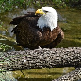 Houston Zoo, Houston Photo #2 by ArtisticOperations from pixabay