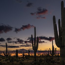 Tucson, Arizona Photo #3 by moremilu from pixabay