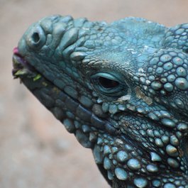 Grand Cayman, Cayman Islands Photo #4 by ArtisticOperations from pixabay