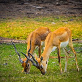 Nehru Zoological Park, Hyderabad Photo #1 by hellovara from pixabay