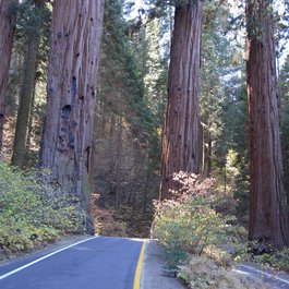 Giant Forest, Sequoia National Park Photo #8 by nmnm from pixabay