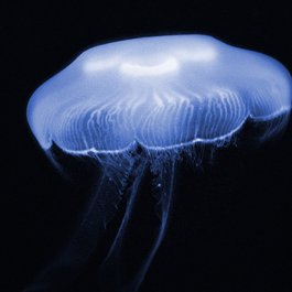 Georgia Aquarium, Atlanta Photo #2 by eyeImage from pixabay