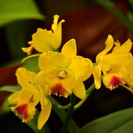 Atlanta Botanical Garden, Atlanta Photo #2 by eyeImage from pixabay