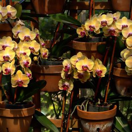 Atlanta Botanical Garden, Atlanta Photo #1 by eyeImage from pixabay