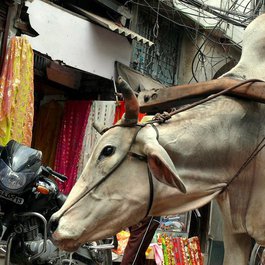 New Delhi, India Photo #9 by cello5 from pixabay
