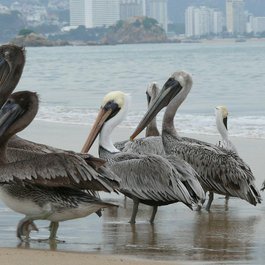 Acapulco, Mexico Photo #4 by cello5 from pixabay