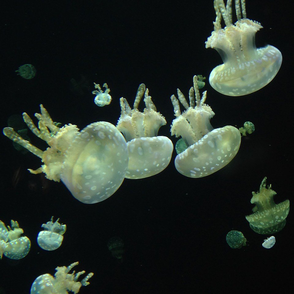 Vancouver Aquarium, Vancouver