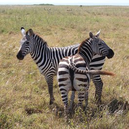 Savannah, Nairobi Photo #4 by iwanna from pixabay