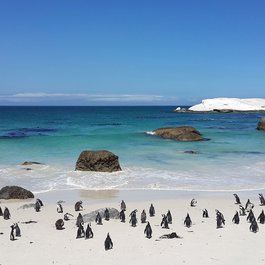 Boulders Beach, Cape Town Photo #2 by PaulNicolsonZA from pixabay