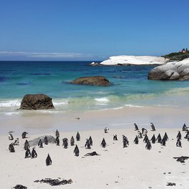 Boulders Beach, Cape Town Photo #5 by PaulNicolsonZA from pixabay