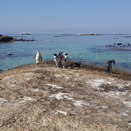 Boulders Beach, Cape Town Photo #9 by PaulNicolsonZA from pixabay