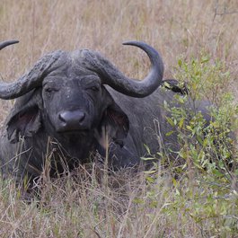 Buffalo itinerary, South Park