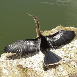 Everglades, Florida Photo #5 by kehlmack from pixabay