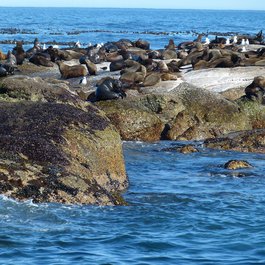 Robben Island, Cape Town Photo #9 by falco from pixabay